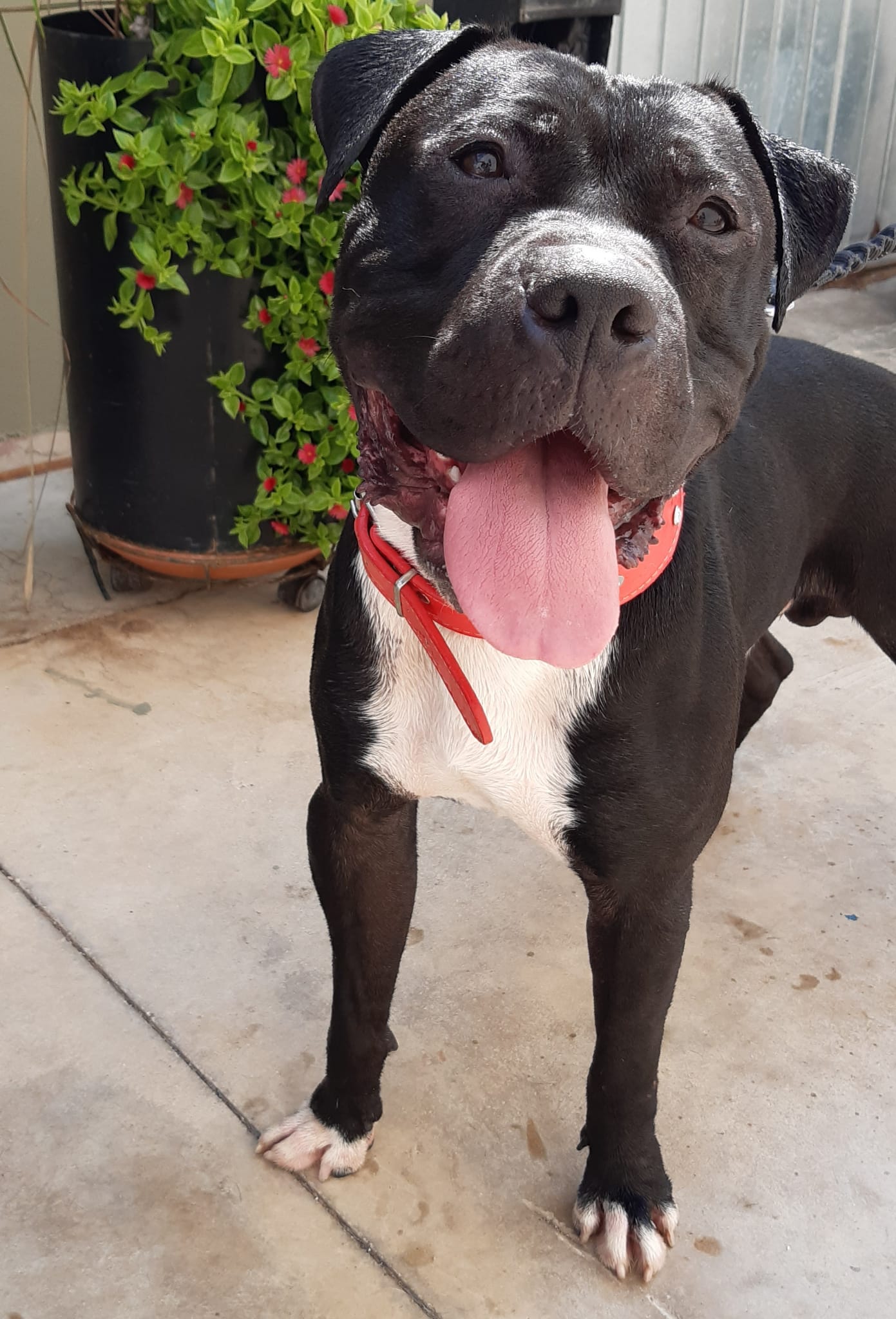 Foto de Enzo